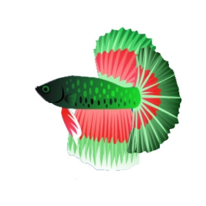 Festive Fantail Betta